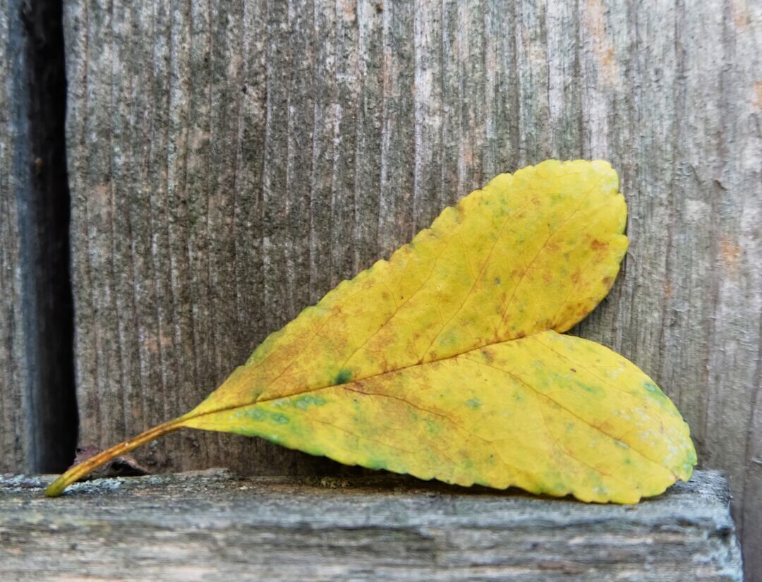 Bereavement Support Group