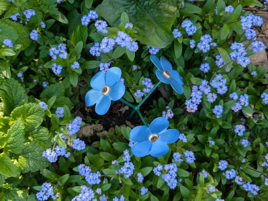 Forget me nots edited